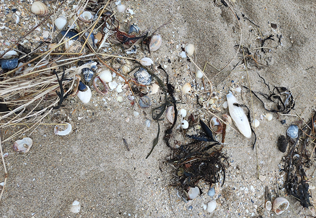 muscheln vogtland reden